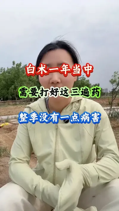 白术一年当中打好这三遍药整季无病害#白术种植 #白术管理 #白术高产 #病害防治