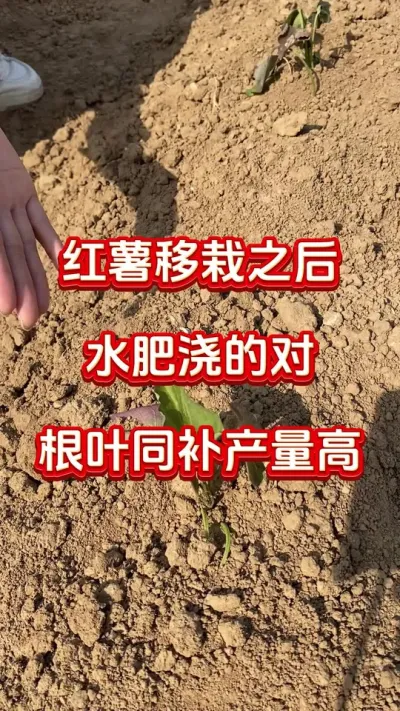 红薯移栽之后水肥浇的对，根叶同补产量高#红薯种植#红薯施肥#红薯管理#红薯高产