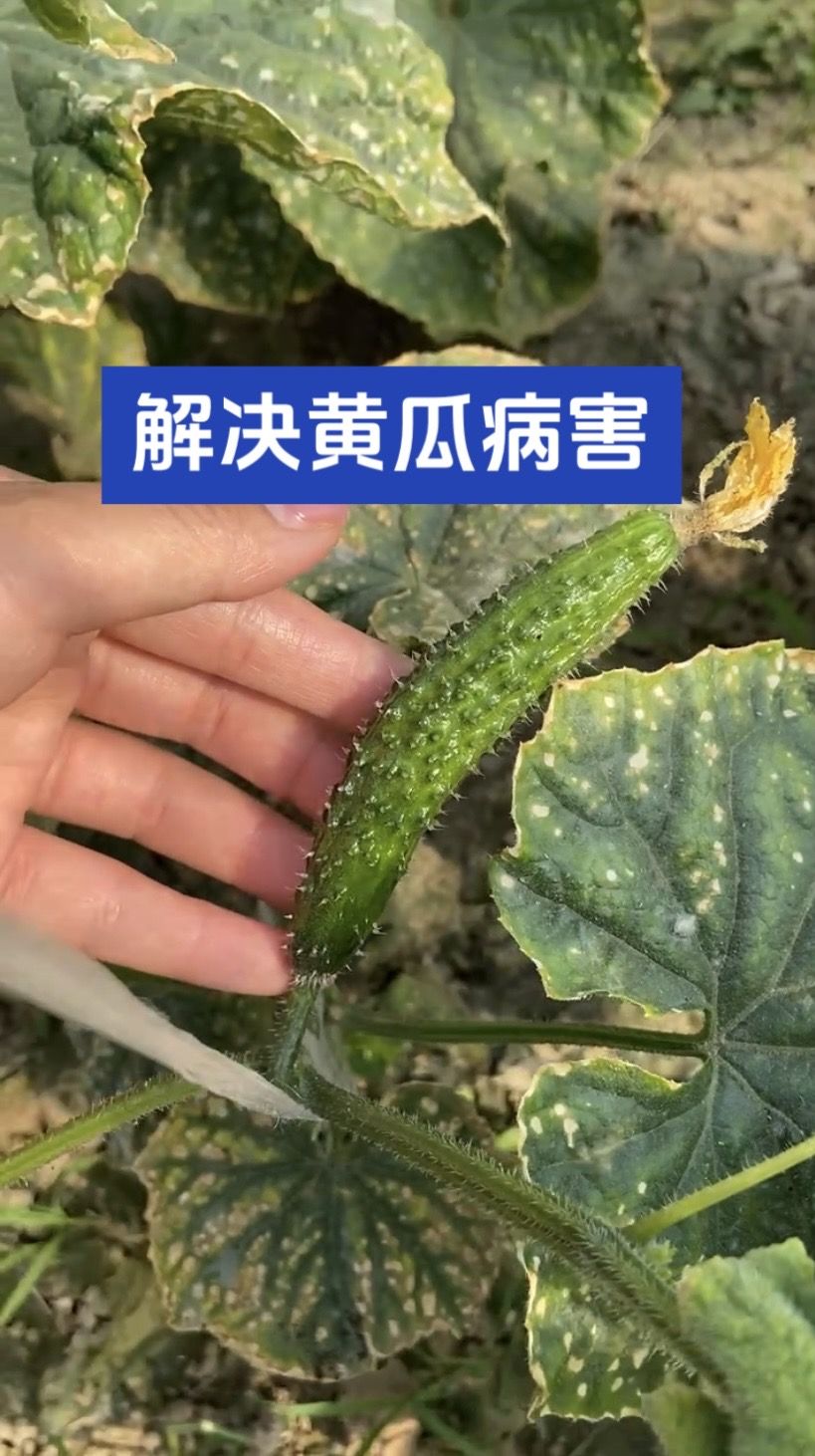 https://static.ixuenong.com/pxn/uploads/prod/thirdfile/2025/05/aa6eb4c91e17ec132cc3ff1022362bbd.jpg