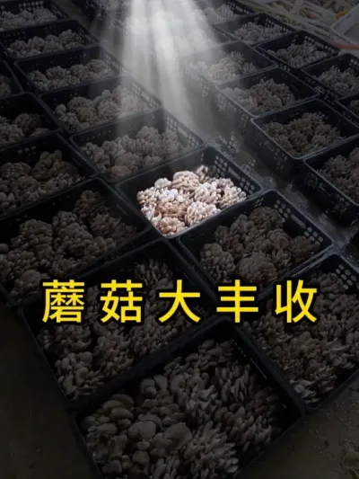 想要蘑菇大丰收，下料时间要选对，秋季生产，菌种现预定中#平菇菌种 #食用菌栽培种 #平菇种植