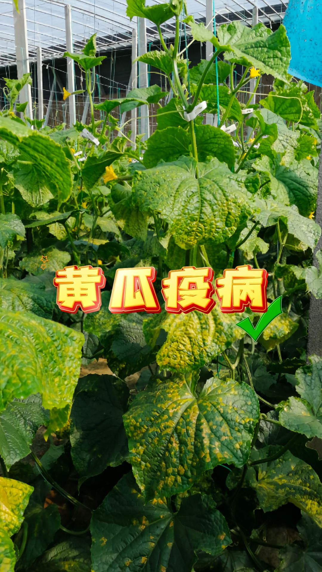 https://static.ixuenong.com/pxn/uploads/prod/thirdfile/2025/05/ac3125daa69540b4938a8f6da38bfbff.jpg