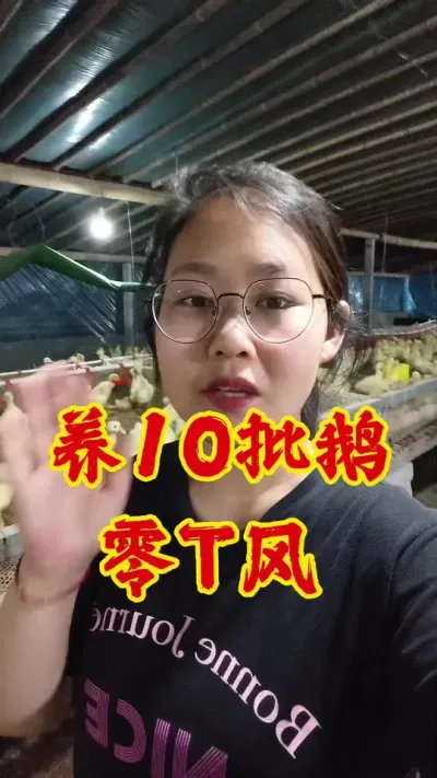 养10批鹅，零T风#养鹅技术 #养鹅 #养鹅人 #养鹅技术分享 #鹅