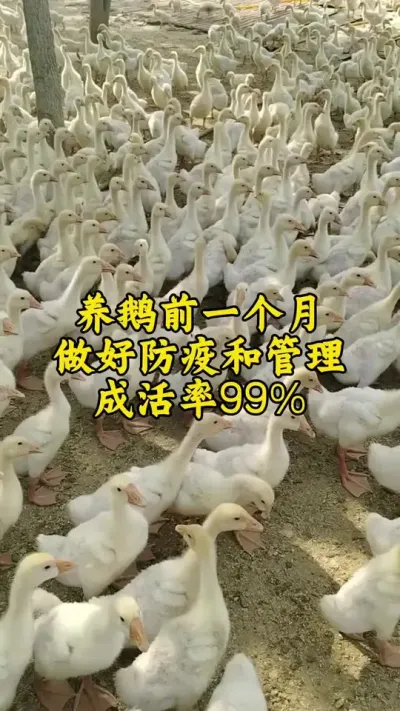 #鹅 #养鹅技术分享 #养鹅 #养鹅人 #科学养鹅