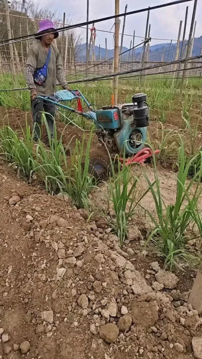 4000一吨的好货，开干#黄金甘蔗 #甘蔗 #甘蔗种植