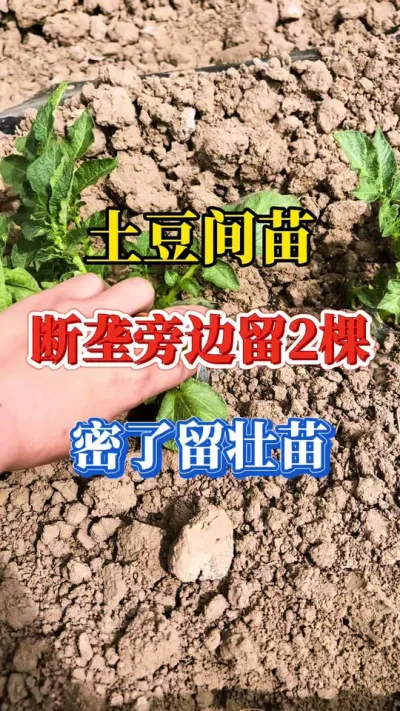 土豆应该怎样间苗#种土豆 #农村人下地干活 #马铃薯种植 #农业技术分享
