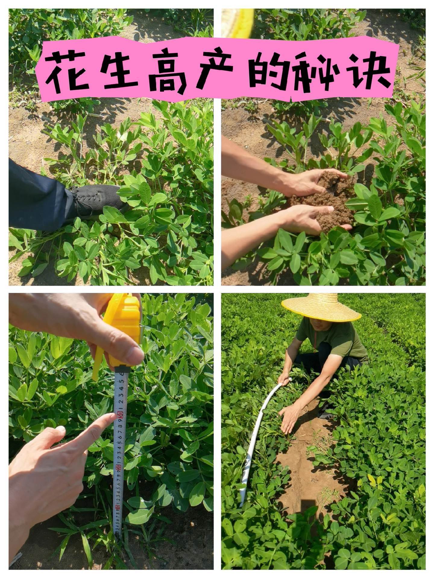 https://static.ixuenong.com/pxn/uploads/prod/thirdfile/2025/05/b06f4064ba63b97d8780b57fb352b75a.jpg