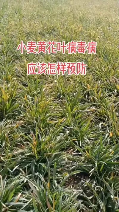 Ag޼(й)ٷվ