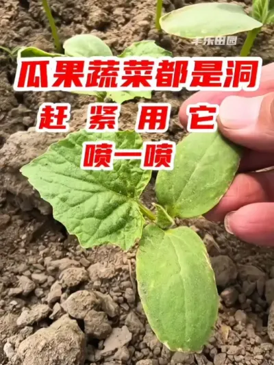 刚种下去的瓜果蔬菜幼苗都是洞，被咬的稀巴烂，赶紧用它喷一喷#蔬菜种植 #虫害防治 #分享农业知识帮农民增产增收 #种菜小技巧 #百虫清