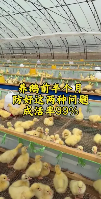 #养鹅技术分享 #养鹅 #鹅 #科学养鹅 #养鹅人