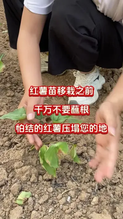 红薯移栽之前千万不要蘸根#红薯种植#红薯移栽#红薯蘸根#红薯高产#红薯大丰收
