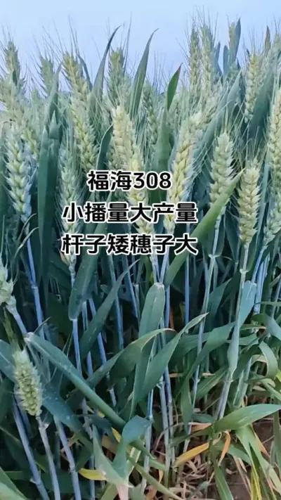 福海308，小播量大产量，杆子矮穗子大，优质强筋更高产，福海308是首选#小麦#抖音助农#高产小麦 #新农人#种植 #抖音助农