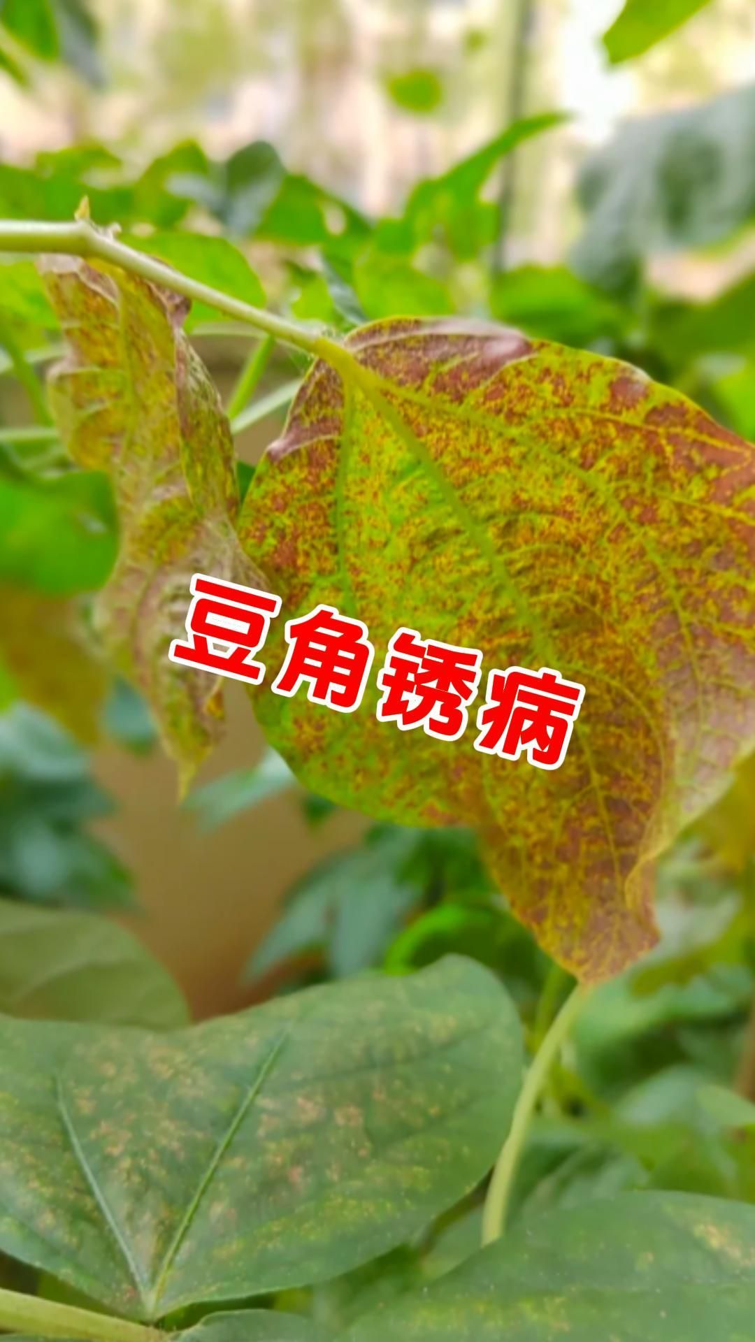 https://static.ixuenong.com/pxn/uploads/prod/thirdfile/2025/05/b7514c3c91254bcf98a55c0fc28e7f43.jpg