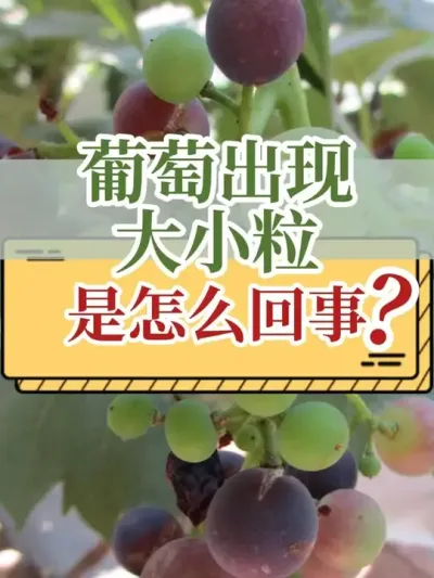 ���ѷ����ϸ������ô������ #���Ѿ�ϸ�� #���� #��ũ������2025 #֧����ũ������ũ���� #ũҵ