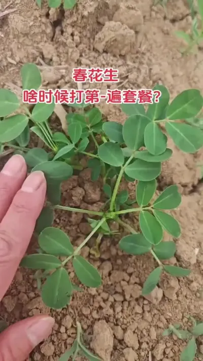 花生为啥要这个时期管理#花生#抖音助农#新农人#种植#管理