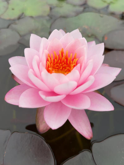 'Siam Angel' ������ʹ#˯��[����]# #����˯��[����]# #����[����]# #԰��[����]# #Ī��˯��[����]# #�������ĵ��ʻ�[����]# #������ֲ[����]# #԰������[����]