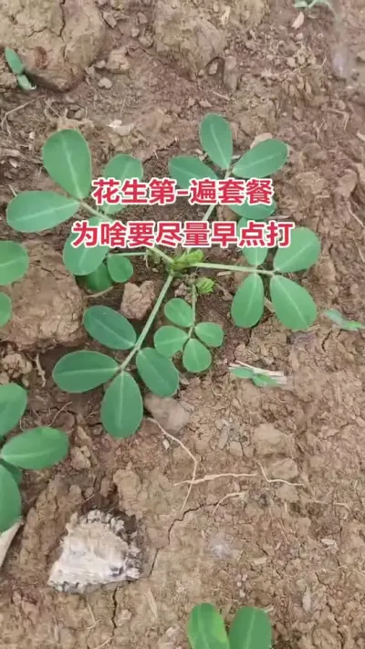 #花生#抖音助农#新农人#种植#高产