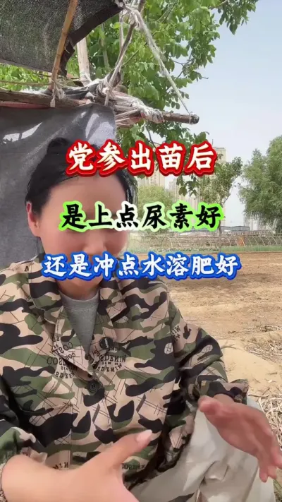 药材种植 党参出苗后是上点尿素好还是冲点水溶肥好 #党参种植 #党参高产 #党参管理 #药材种植