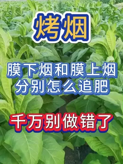 膜下烟想高产，破膜时，一点要做好这件事 #烤烟种植技术与管理 #烤烟种植 #烤烟 #烟草种植 #农业种植