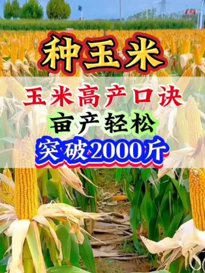 玉米高产口诀，亩产轻松突破2000斤 #玉米   #玉米管理   #玉米高产   #玉米种植 #玉米地