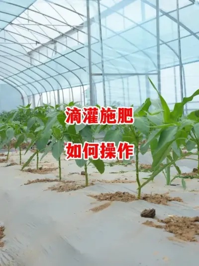 �ι�׷��Ӧ���������в���#����ݪֲ #���� #С���� #�߽� #������ѧũ��