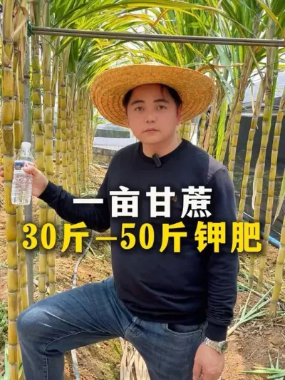 一亩甘蔗30-50斤钾肥#甘蔗 #甘蔗种植#种植小技巧 #分享农业知识帮农民增产增收 #增产增收才是硬道理