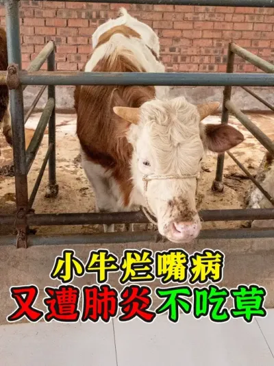 ̫ˣСţ첡ŪײԹߣ #ţ #ũţ #ţ #ǴͶ #ũ2025