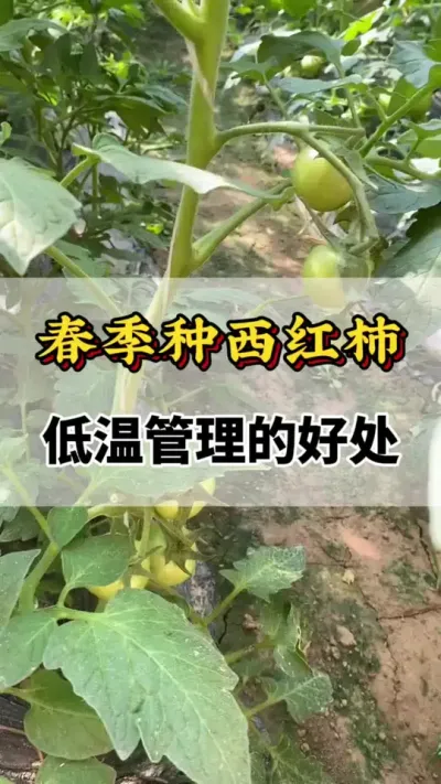 �����������������¹�������#ݪֲ���� #������ݪֲ #���Ѹ߲�ݪֲҪ�� #ũҵݪֲ����