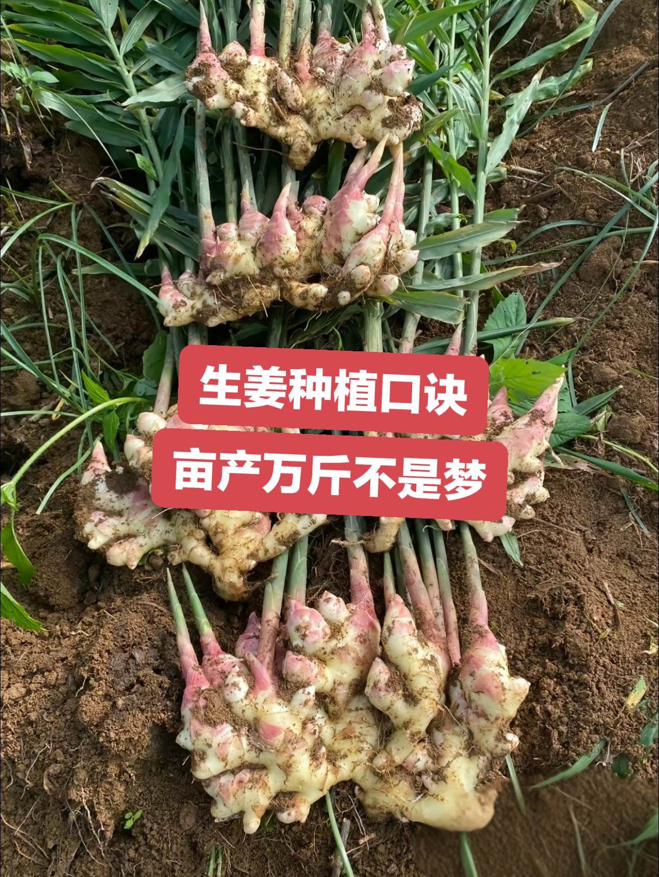 https://static.ixuenong.com/pxn/uploads/prod/thirdfile/2025/05/c289c0188e4bcec11dd243526e2d0fd2.jpg