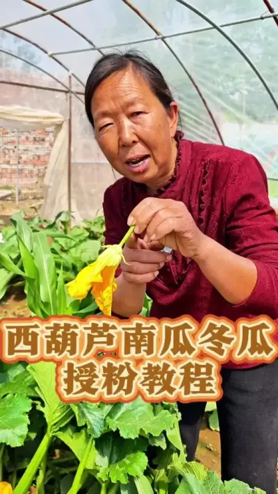 西葫芦南瓜冬瓜授粉教程 西葫芦南瓜冬瓜授粉教程#西葫芦 #蔬菜种植 #授粉 #生菜杨姐
