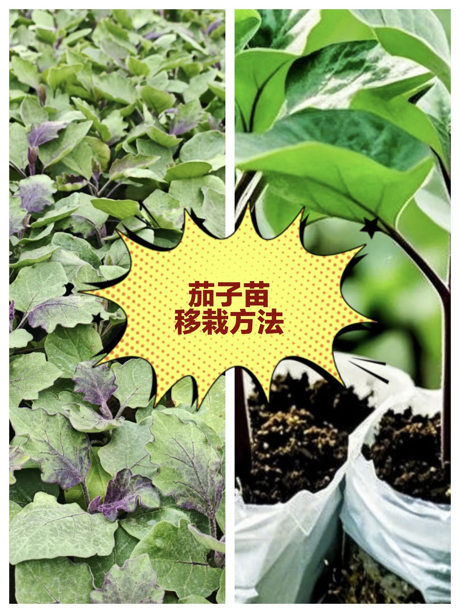https://static.ixuenong.com/pxn/uploads/prod/thirdfile/2025/05/c356a6b710ea54bbfab79ed70c00a965.jpg