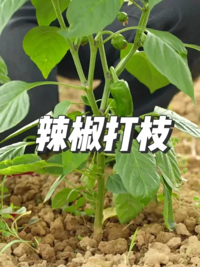 给辣椒打枝，你们学会了吗？ #种植小技巧 #抖音新农人  #农业种植 #支持三农扶持三农发展 #抖音助农