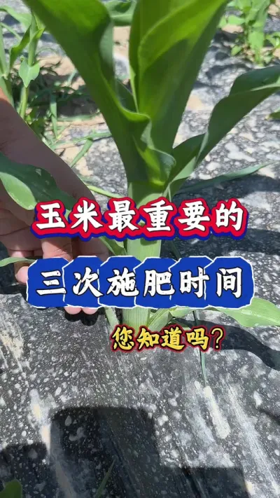 玉米最重要的三次施肥，您知道是哪三次吗？#玉米#农业种植 #玉米高产管理 #三农 #玉米增产