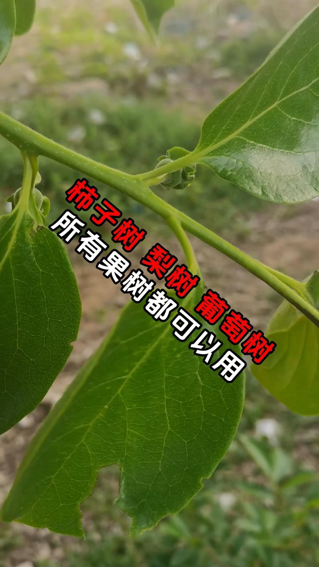 https://static.ixuenong.com/pxn/uploads/prod/thirdfile/2025/05/c493186f916e67288df812a3bf47820f.jpg