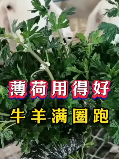 9888˹ά˹(ɷ)޹˾-ٷվ