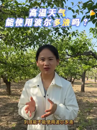 马上迎来波尔多液的使用了#来抖音学农技 #梨树#果树管理 #波尔多液 #三农服务