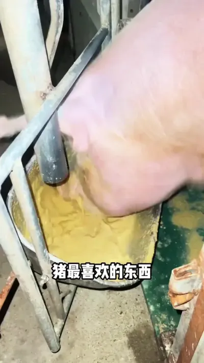 夏季养猪猛涨小妙招#养猪 #养殖 #养猪人#三农流量扶持计划