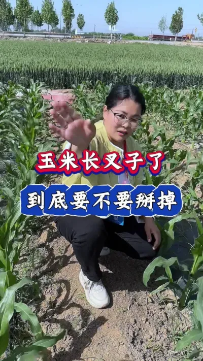玉米长叉子，要不要掰#农业种植 #玉米 #玉米种植 #玉米高产管理 #三农
