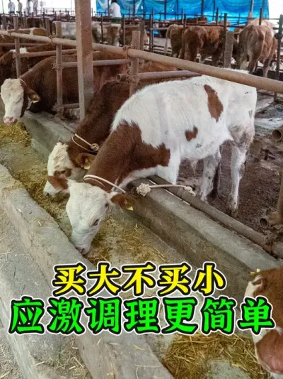 ţҪ���ģ�С��������������ʵ����Ǯ����ţ����Ӧ���ٳ��ÿ� #��ţ�� #ũ����ţ #��ţ���� #��ţ֪ʶ #ţӦ������