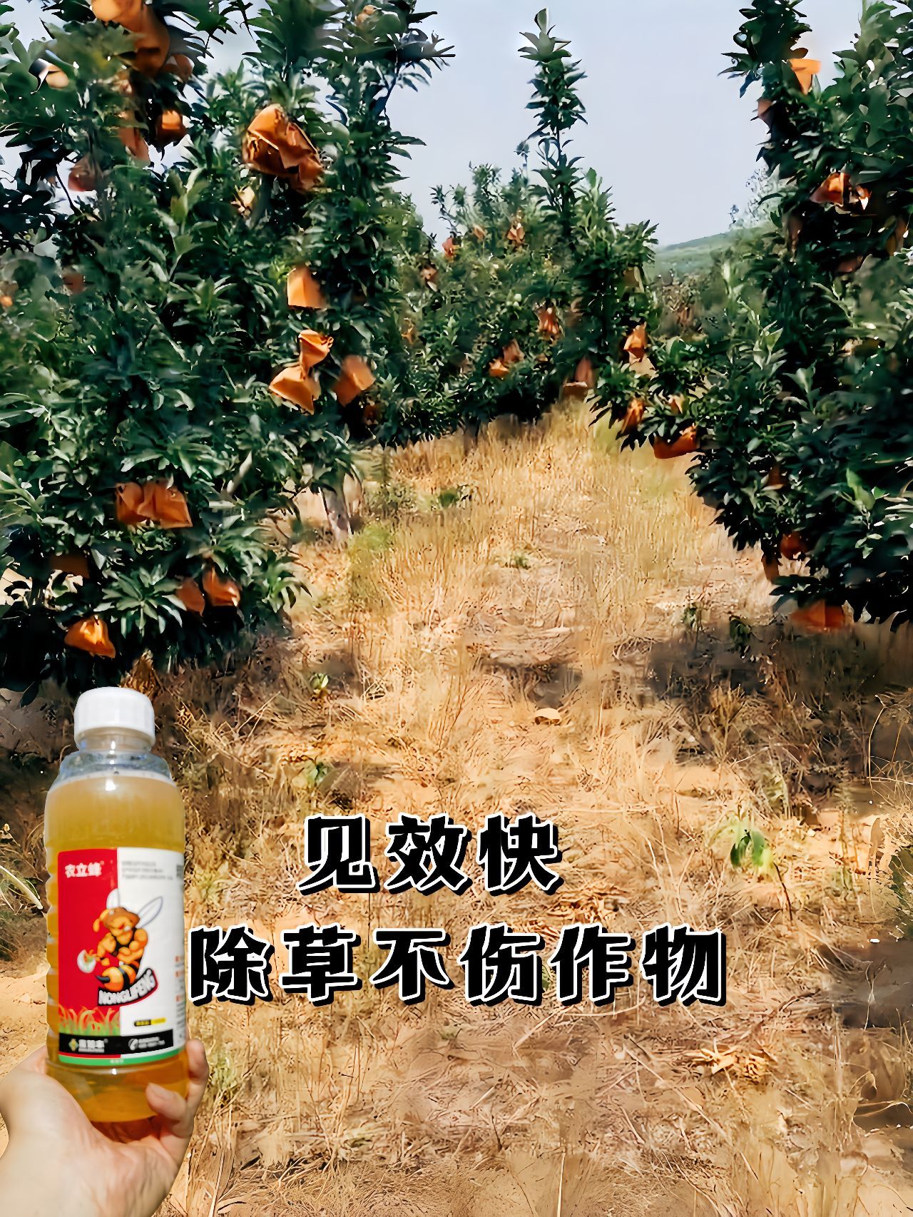 https://static.ixuenong.com/pxn/uploads/prod/thirdfile/2025/05/c9fb1b84905355e3bf0238d514117a5b.jpg