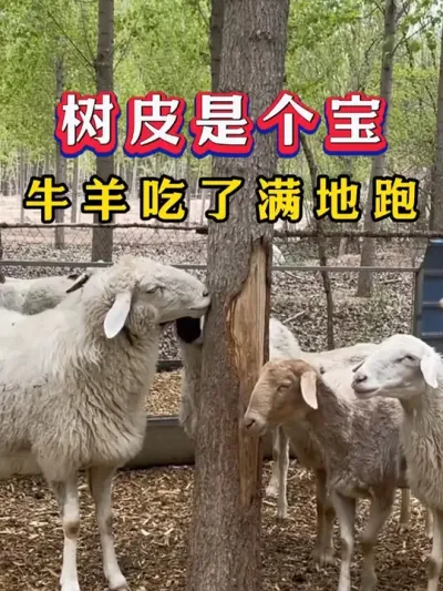 树皮是个宝，牛羊吃了满地跑 #养羊人 #养羊手艺 #农村创业养殖 #养殖 #三农