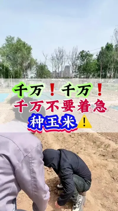 千万❗️千万❗️千万不要着急种玉米⚠️ #玉米 #玉米管理 #玉米高产 #玉米种植#玉米地