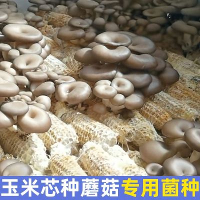 这个方法种植蘑菇太简单了#种蘑菇 #如何在家种蘑菇 #玉米芯种蘑菇 #分享农业知识帮农民增产增收 #新农人计划2023