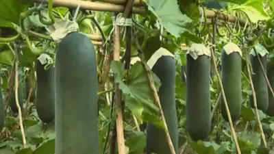 冬瓜的超高产种植管理技术#分享农业技术助力农民增产增收 #分享农业技术传播正能量 #郭佩午 #农业种植技术 #来抖音学农技