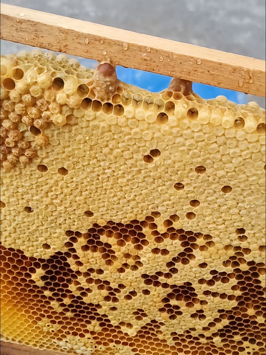 https://static.ixuenong.com/pxn/uploads/prod/thirdfile/2025/05/cdf531ff9b2ae861677757ca6ca49901.jpg