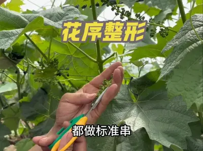 关于阳光玫瑰葡萄进入花序分离期之后，花序该如何整形？#葡萄种植 #种植大棚 #技术分享 #葡萄 #农技推广