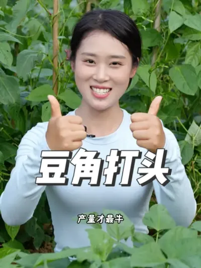 豆角怎么管理产量才高 #三农小知识 #抖音助农 #农业种植 #关注我每天分享种植知识 #分享农业知识帮农民增产增收