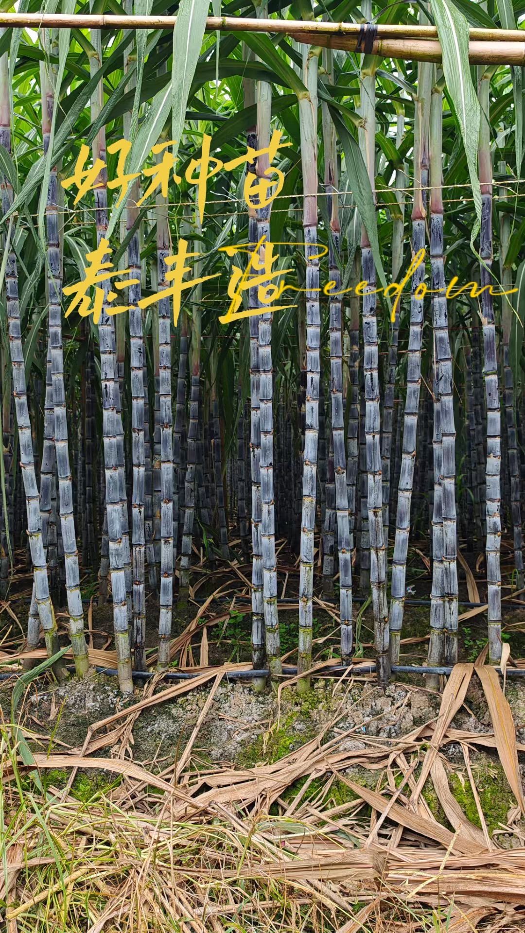 https://static.ixuenong.com/pxn/uploads/prod/thirdfile/2025/05/d052ebc7751209fb87571b7b9de0e01d.jpg