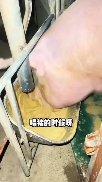 要想家里猪长得快，试试我自用的这个宝物#喂猪 #养猪#猪长膘#畜牧 #养殖