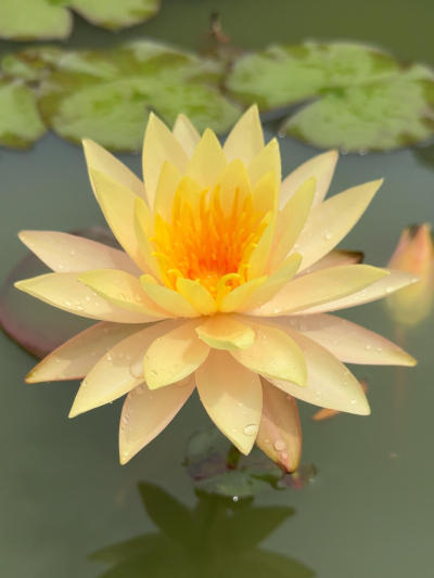 'Rasmitara' 水之光#睡莲[话题]# #夏日睡莲[话题]# #园艺[话题]# #园艺生活[话题]# #点缀生活的鲜花[话题]# #莫奈睡莲[话题]# #我的养花日常[话题]# #花卉绿植[话