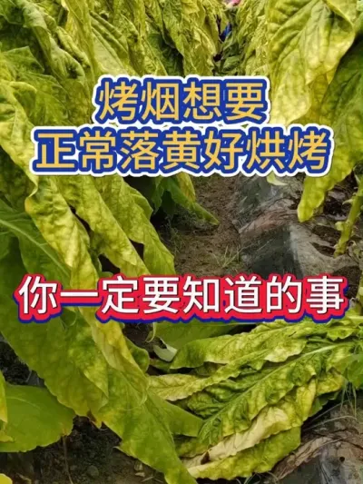 烤烟想要正常落黄，好烘烤，你一定要知道的事 #烤烟 #烤烟种植 #烤烟种植技术与管理 #烟草种植 #农业种植